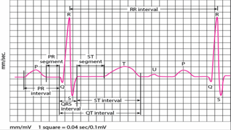 关于指部 ECG 监测，我们做了这些底层探索